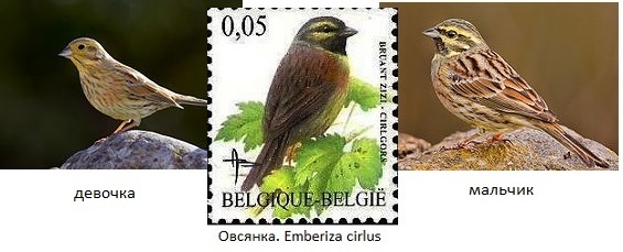 220px-Emberiza_cirlus_-Valencian_Community,_Spain_ (565x229, 54Kb)