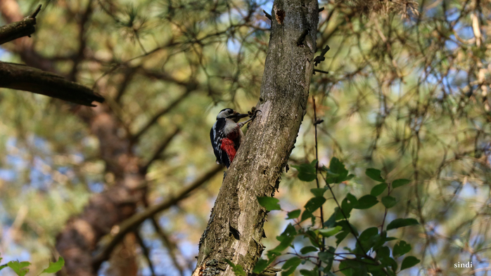 IMG_7240 (700x393, 341Kb)