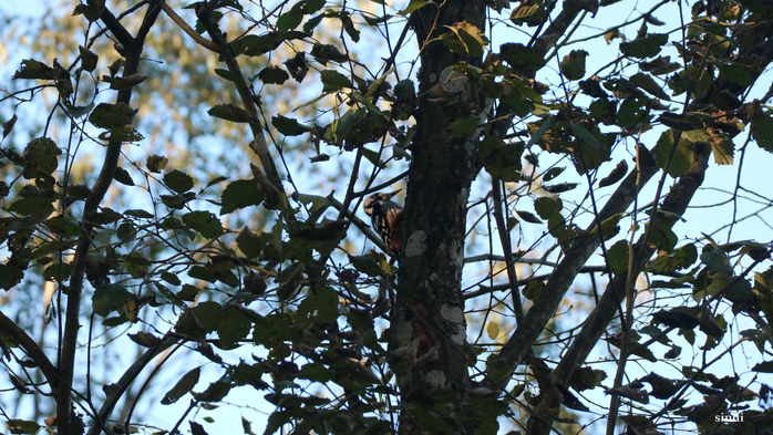 IMG_7218 (700x393, 473Kb)