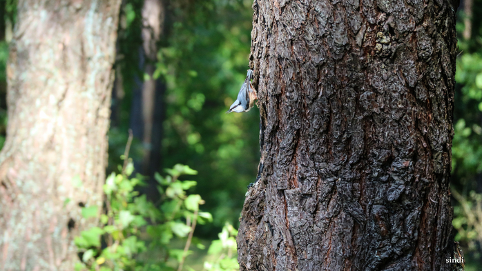 IMG_7236 (700x393, 371Kb)