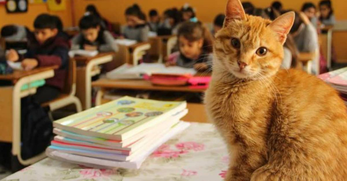 tombi-the-classroom-cat (700x366, 246Kb)