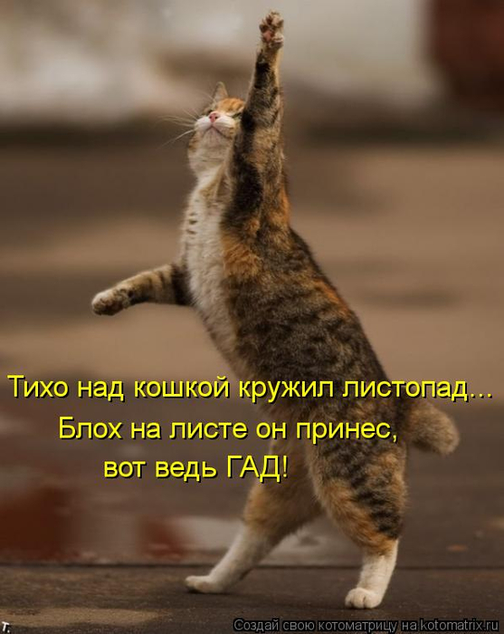 kotomatritsa_7Y (557x700, 270Kb)