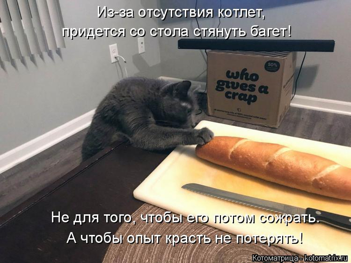 kotomatritsa_76 (700x524, 314Kb)