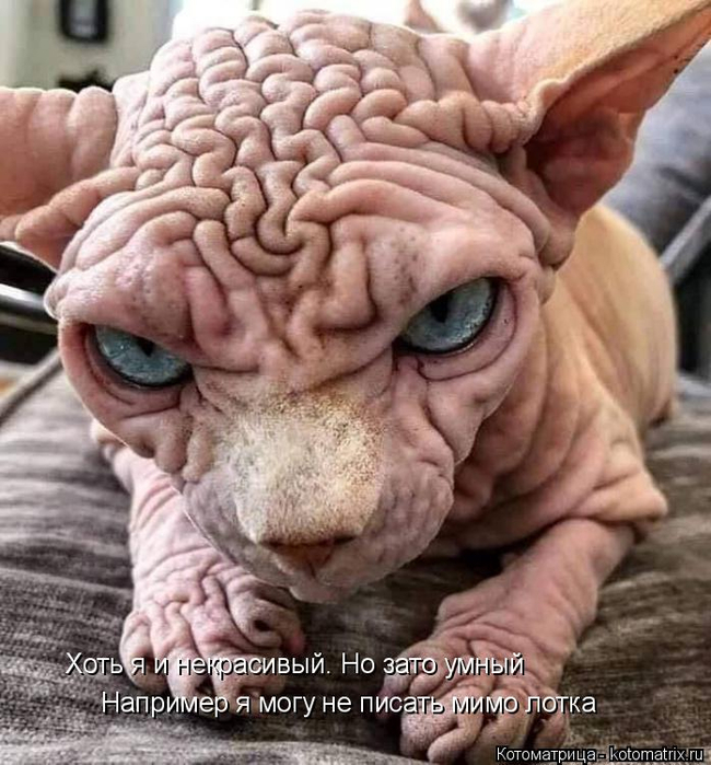 kotomatritsa_L (650x700, 399Kb)