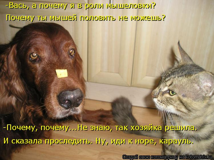 kotomatritsa_Ol (700x524, 395Kb)