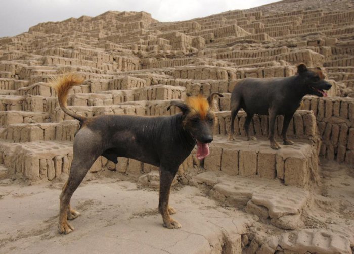 dogs_pery3 (700x503, 74Kb)