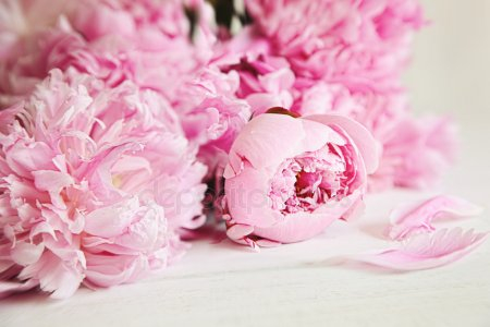depositphotos_9990678-stock-photo-pink-peony-flowers-on-wood (450x300, 108Kb)