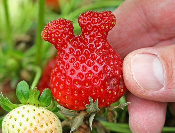 4953664_a32aa55120150911weirdfruitsandvegetables33 (700x532, 126Kb)