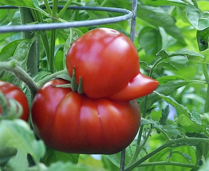 4953664_frukti_i_ovoshi_prodoljenie_11 (700x571, 121Kb)