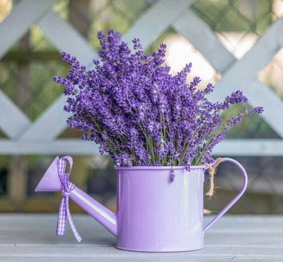 95c4c0260223d8dc395a5906186a061e--lavender-flowers-lavender-fields (564x521, 183Kb)