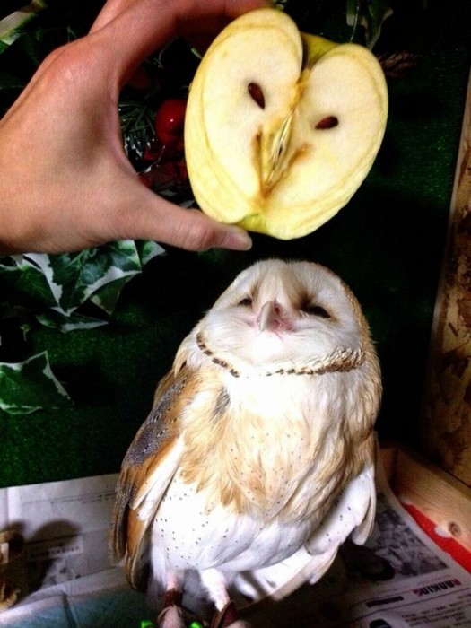 Разрезанное яблоко. (525x700, 86Kb)