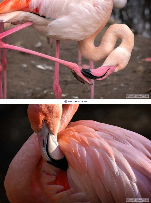 3085196_Flamingo (521x700, 208Kb)