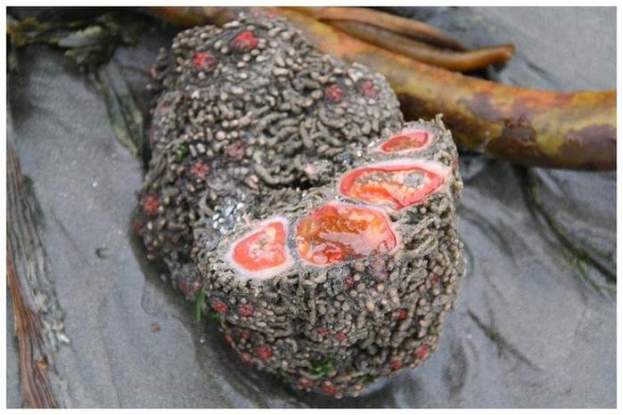 Живой камень – Pyura chilensis (700x466, 55Kb)