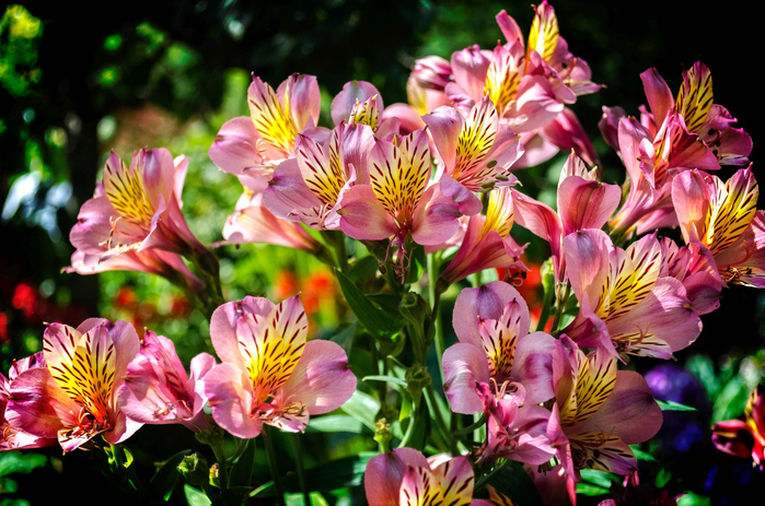 alstroemeria_551 (700x463, 482Kb)