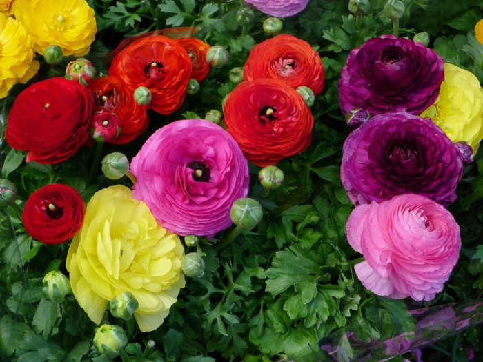 Ranunculus-asiaticus-6 (700x525, 457Kb)