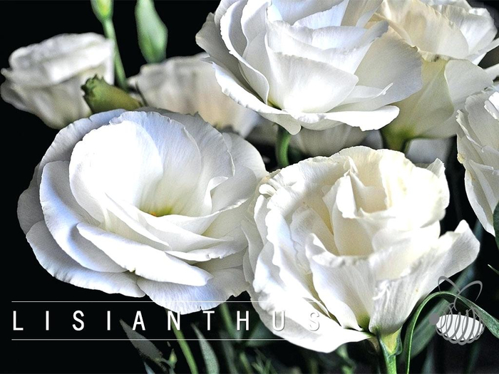 lisianthus-flower-white-meaning-bouquet (700x525, 306Kb)