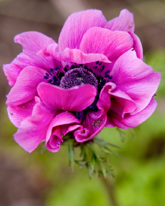 Anemone_coronaria_05 (560x700, 348Kb)