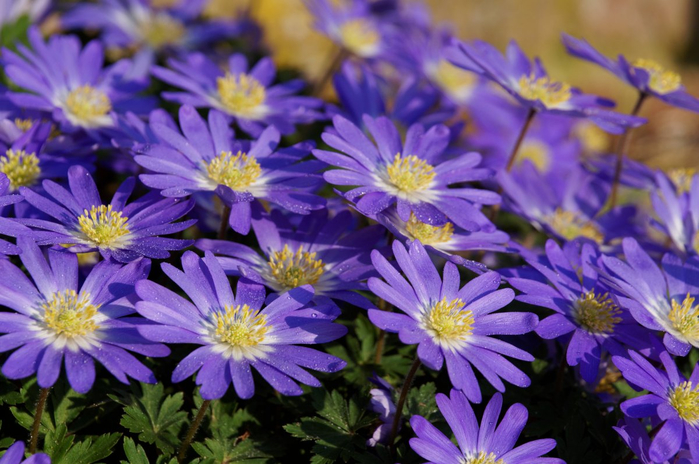 anemone-09 (700x464, 387Kb)