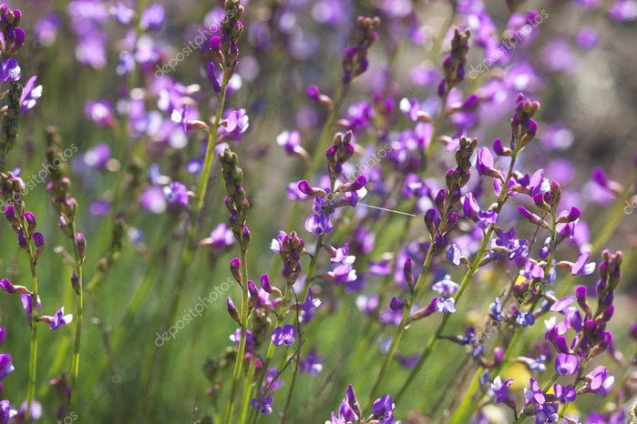 depositphotos_64813323-stock-photo-beautiful-purple-wild-flowers (700x466, 378Kb)