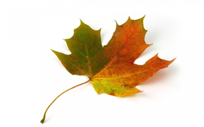 maple_leaf_autumn_colorful_nature_season_fall_yellow-1136498.jpg!d (700x438, 142Kb)