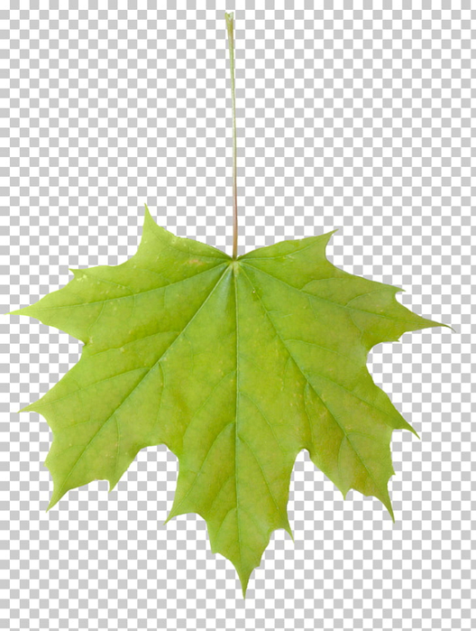 sugar-maple-maple-leaf-acer-macrophyllum-tree-leafs (528x700, 290Kb)