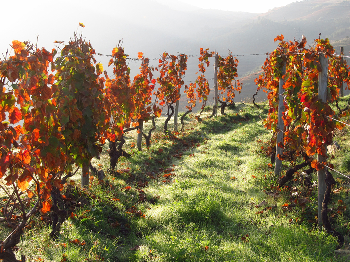 landscape-vineyard-wine-flower-valley-food-produce-crop-autumn-agriculture-plantation-portugal-douro-flowering-plant-760271 (700x525, 652Kb)