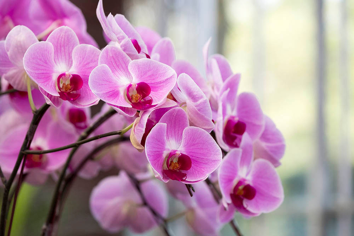 orchid (700x466, 312Kb)