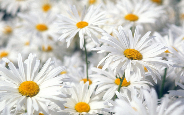 www.GetBg.net_Nature_Flowers_White_daisies_032933_ (700x437, 309Kb)