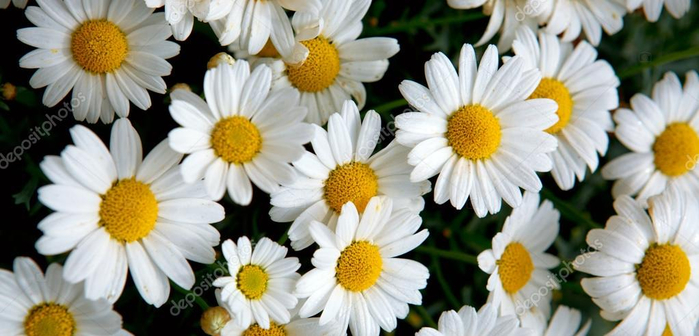 depositphotos_125067392-stock-photo-macro-of-beautiful-white-daisies (700x336, 271Kb)