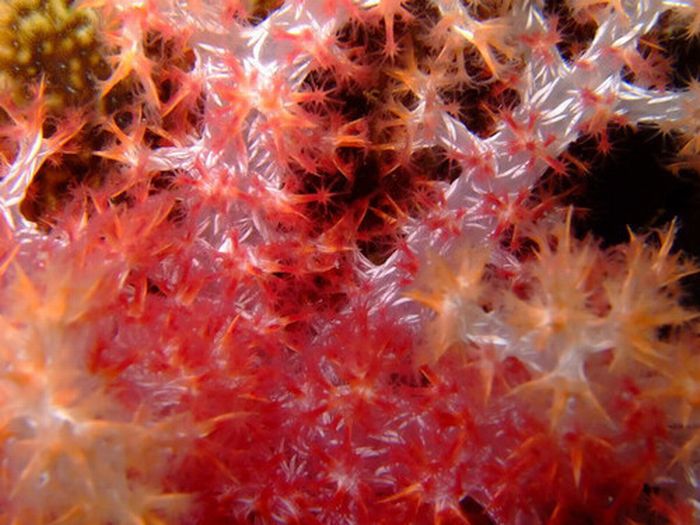 Кораллы (35 фото)/4897960_coral_01 (700x525, 69Kb)