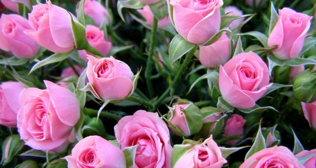 pink-roses-20250-620x330 (620x330, 233Kb)