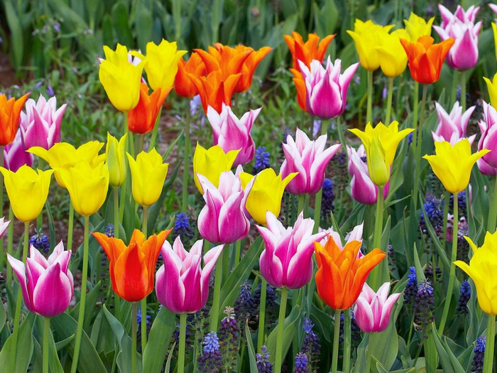 colorful-tulips-keukenhof-gardens-lisse-holland-1024x768 (700x525, 495Kb)
