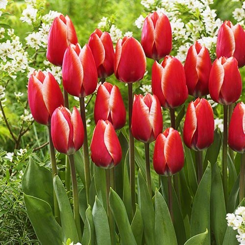 tulip-kelly-1_1 (500x500, 291Kb)