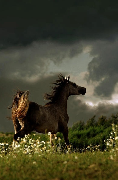 Amazing Photographs of Horses | 20+ pictures | Most Beautiful Pages/4897960_0212240czs2288 (389x592, 60Kb)
