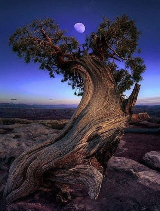 920 (532x700, 131Kb)