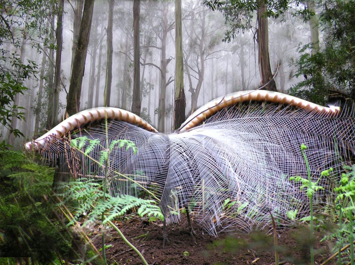picture_of_the_day_superb_lyrebird_1 (700x523, 508Kb)