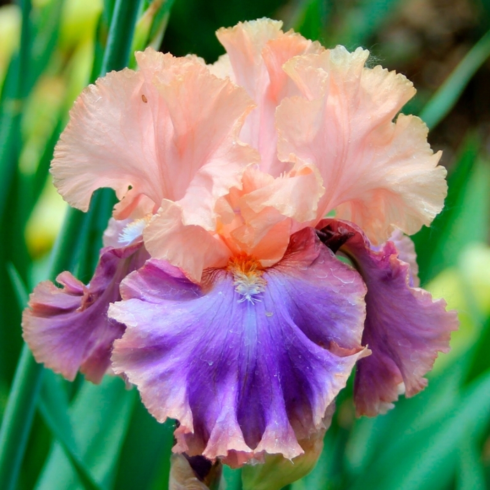 Iris-Florentajn-Silk-FLORENTINE-SILK (700x700, 490Kb)