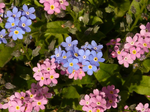 forget-me-not-52153_640 (640x480, 358Kb)