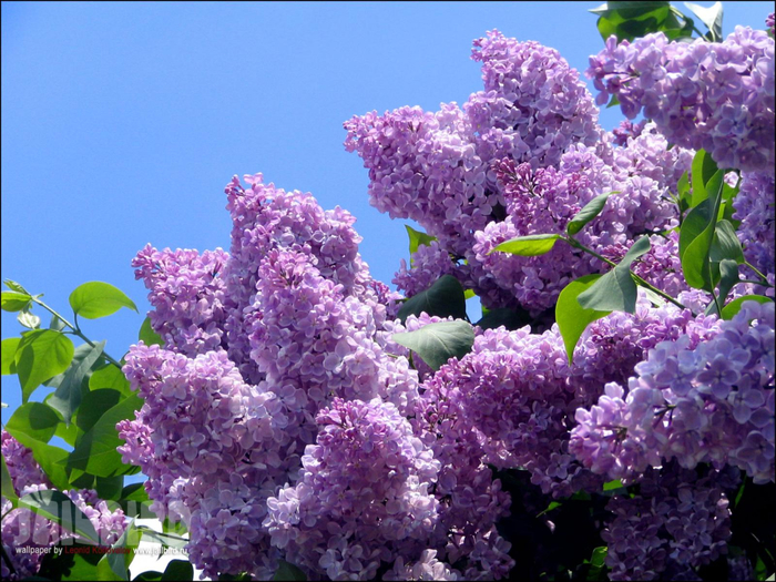 lilac1_0 (700x525, 486Kb)