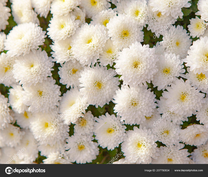 depositphotos_207780834-stock-photo-bouquet-of-white-chrysanthemum-flowers (700x594, 531Kb)