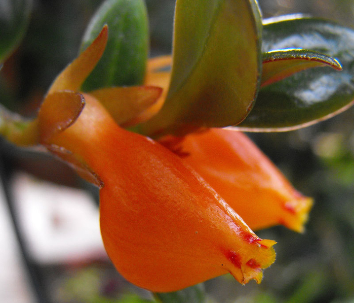 alt="Гипоцирта голая (Hypocyrta glabra)"