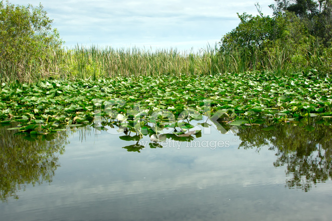 21759191-florida-everglades (662x440, 445Kb)