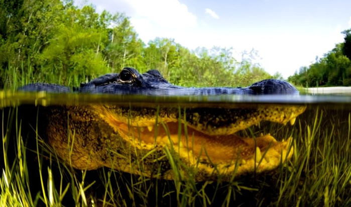 крокодил-парка-Эверглейдс (700x412, 337Kb)