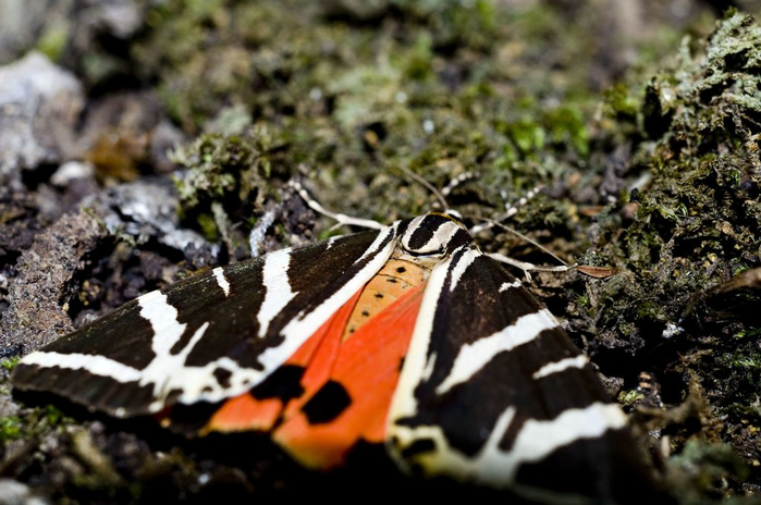 alt="Долина бабочек Valley of the Butterflies в Греции"