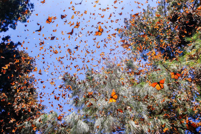 alt="  Valley of the Butterflies  "