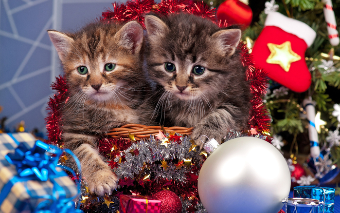 Christmas_Cats_Kittens_465237_3840x2400 (700x437, 457Kb)