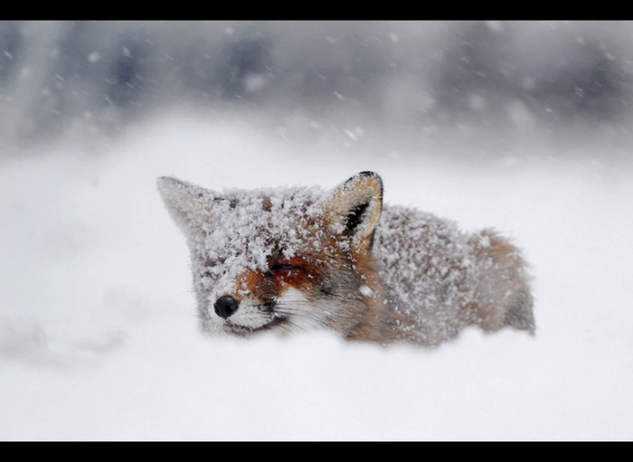 blog_yummypets_renard13_04_14 (700x511, 179Kb)