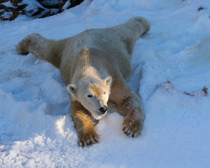 Winter_Bears_Polar_bears_511911_1280x1024 (700x560, 458Kb)