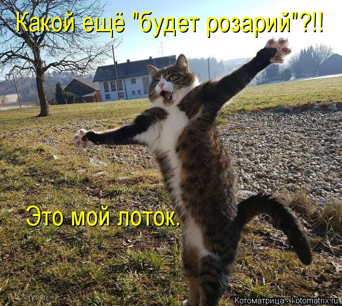 kotomatritsa_p (669x599, 403Kb)