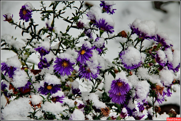 22c75ddeb2cfb157a186982f8f76e830 (700x469, 485Kb)